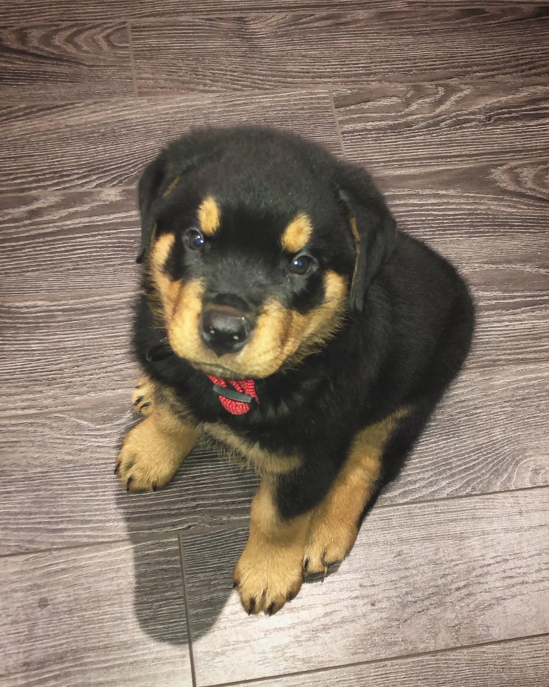 Romeo Mädchen